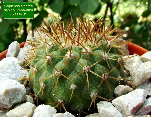 Copiapoa_ cinerea _ssp.columna-alba_ GC304.01 _01